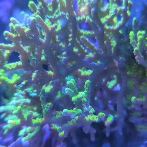 Meet your Posher, Billy